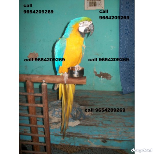 talking birds available delhi 9654209269