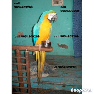 Hand tamed macaw parrot for sale delhi 9654209269