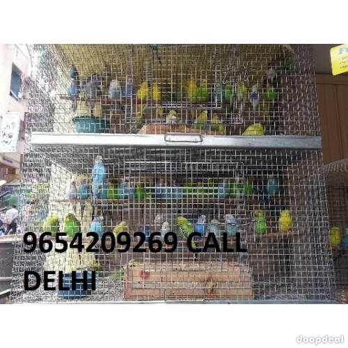 Hand tamed macaw parrot for sale delhi 9654209269