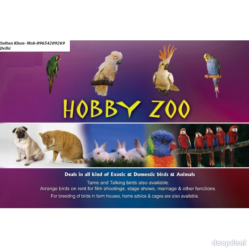 Hand tamed macaw parrot for sale delhi 9654209269