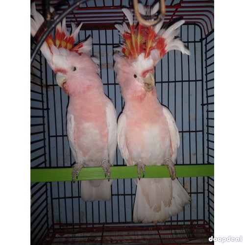 Major Mitchell's cockatoo Lophochroa leadbeateri for sale whatsapp +237699461444