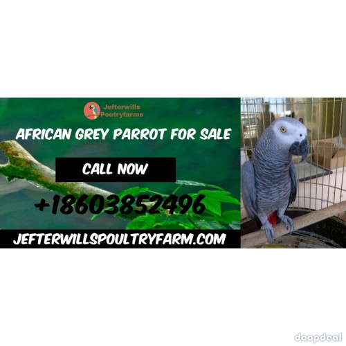 Jefterwillspoultryfarm are Breeders of Birds and Parrots In USA, UAE, ASIA & MIDDLE EAST