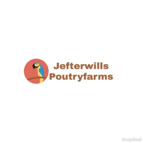 Jefterwillspoultryfarm are Breeders of Birds and Parrots In USA, UAE, ASIA & MIDDLE EAST