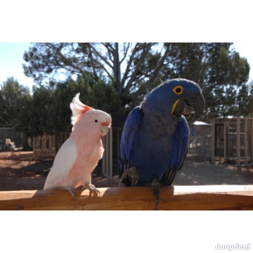 Jefterwillspoultryfarm are Breeders of Birds and Parrots In USA, UAE, ASIA & MIDDLE EAST