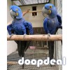 Hyacinth macaws  for sale Online 