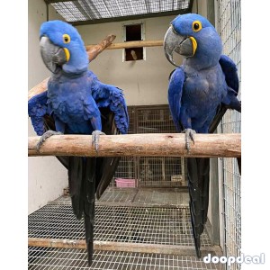 Hyacinth macaws  for sale Online 