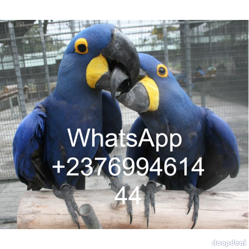Hyacinth macaws  for sale Online 
