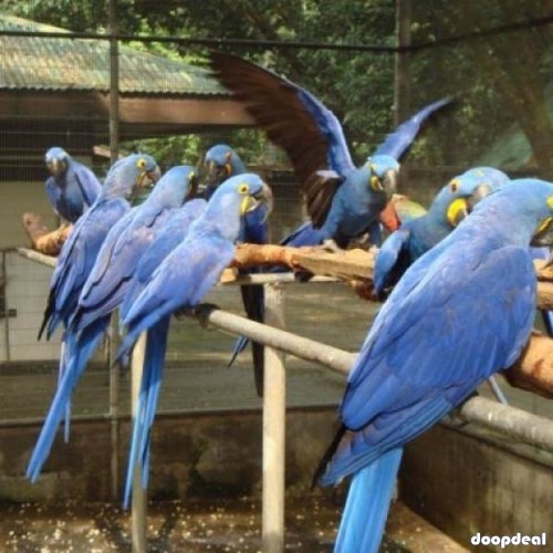 Hyacinth macaws  for sale Online 