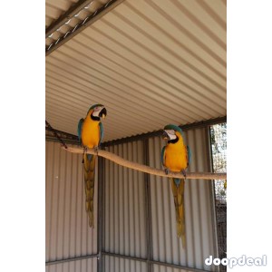 blue and gold macaws 