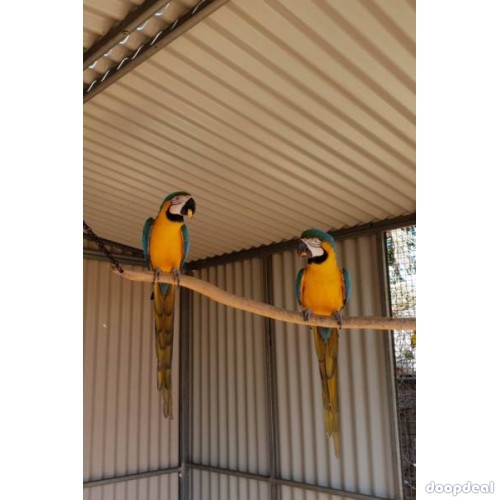 blue and gold macaws 