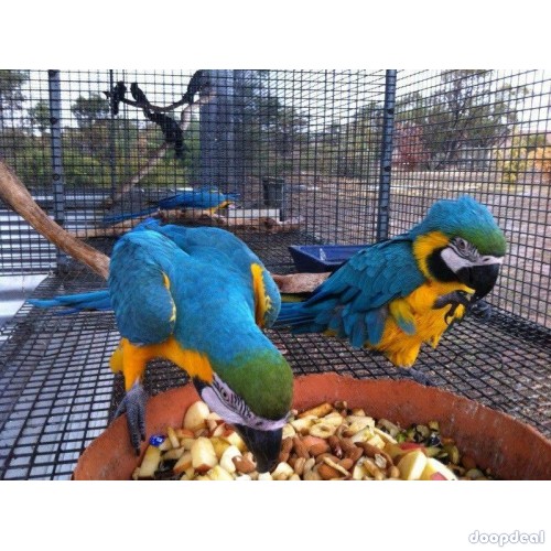 blue and gold macaws 