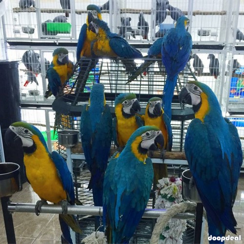 blue and gold macaws 