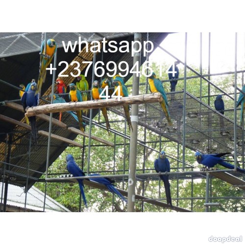 blue and gold macaws 