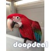 Green winged Macaws for sale Online 