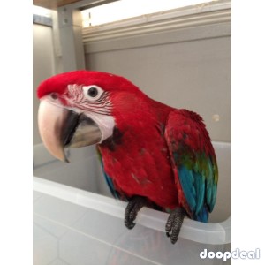 Green winged Macaws for sale Online 