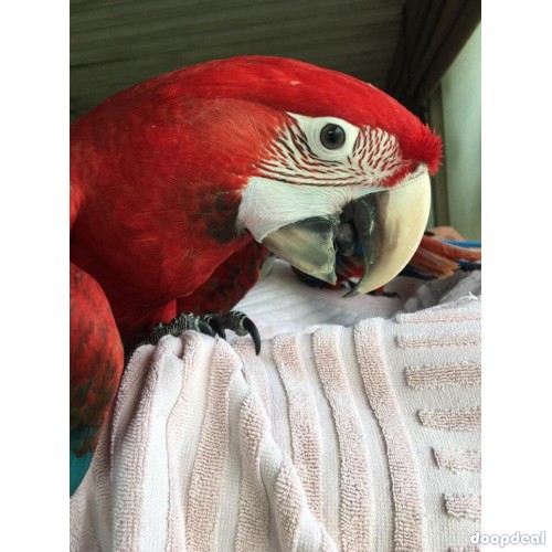 Green winged Macaws for sale Online 