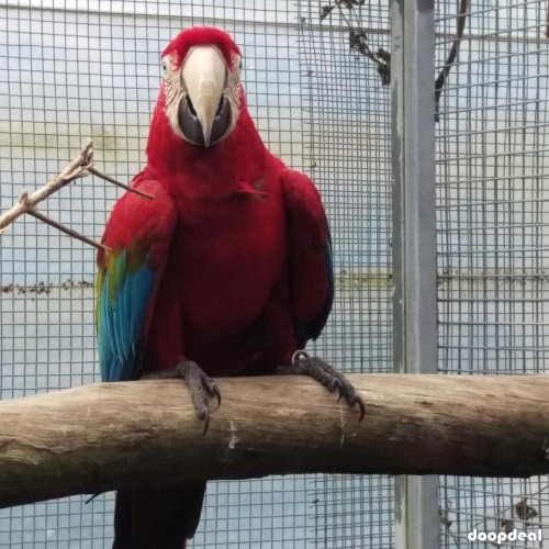 Green winged Macaws for sale Online 