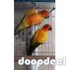 Sun Conure Parrots for sale Online 