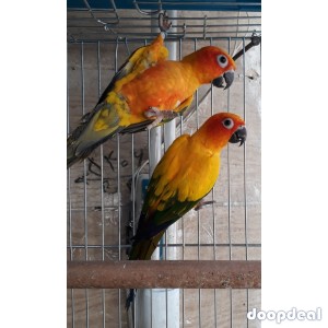 Sun Conure Parrots for sale Online 