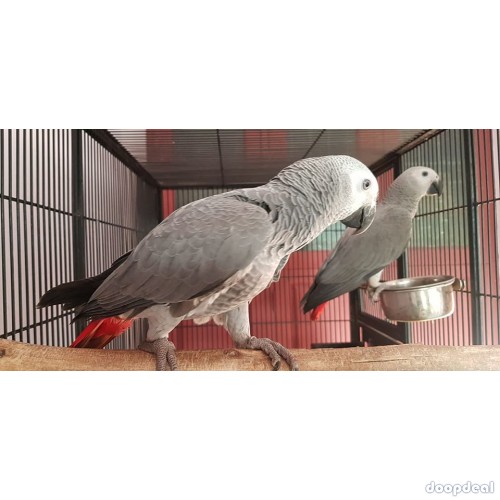 Grey Parrots parrots for sale online