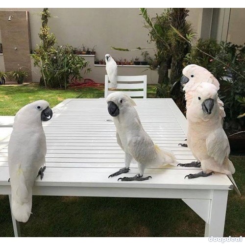 Cacatua alba white umbrellla cockatoo parrots for sale for sale Online 
