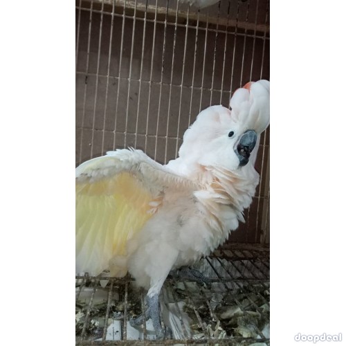 Cacatua alba white umbrellla cockatoo parrots for sale for sale Online 