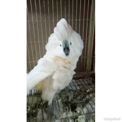 Cacatua alba white umbrellla cockatoo parrots for sale for sale Online 