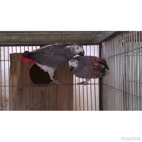Psittacus erithacus for sale whatapp +237699461444