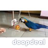 Blue and Gold Macaw Parrots for sale