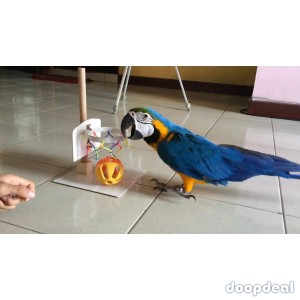 Blue and Gold Macaw Parrots for sale