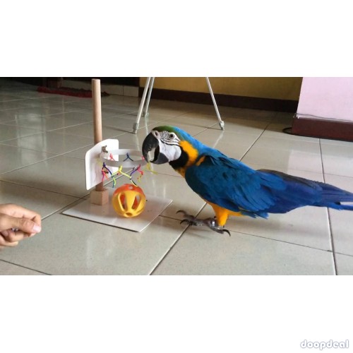 Blue and Gold Macaw Parrots for sale