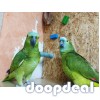 wide species of birds and parrots available for sale.