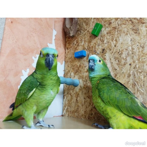 wide species of birds and parrots available for sale.