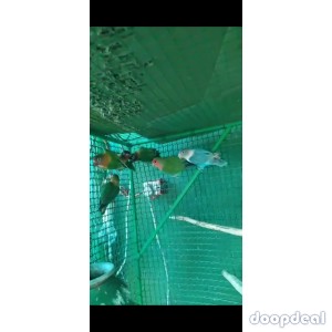 Black mask African love birds for sale.