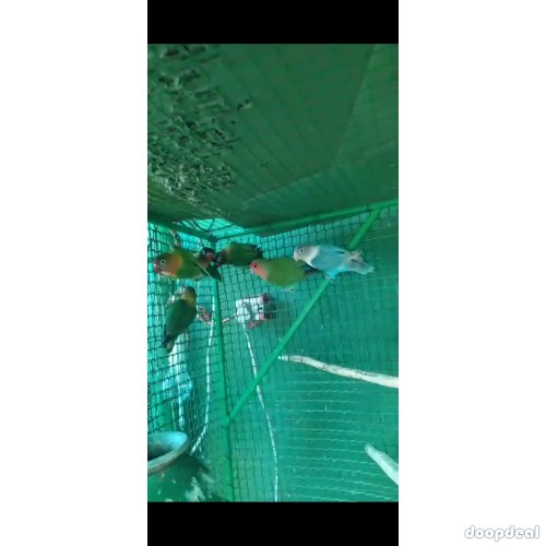 Black mask African love birds for sale.