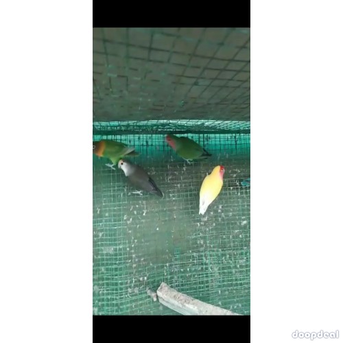 Black mask African love birds for sale.