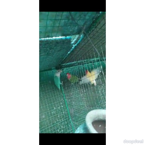 Black mask African love birds for sale.