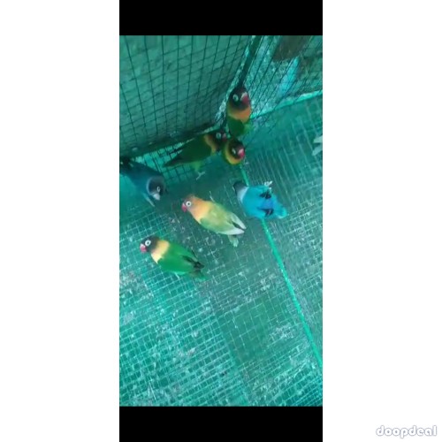 Black mask African love birds for sale.