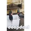Black palm cockatoo Parrots  for sale in all of India Contact  whats-app 00237699461444