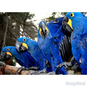 Hyacinth macaws Anodorhynchus hyacinthinus for sale whats-app +237699461444