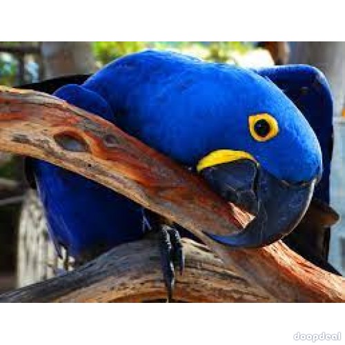 Hyacinth macaws Anodorhynchus hyacinthinus for sale whats-app +237699461444