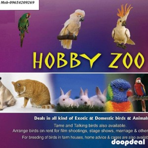 All kinds of birds parrots animals for sale delhi 9654209269