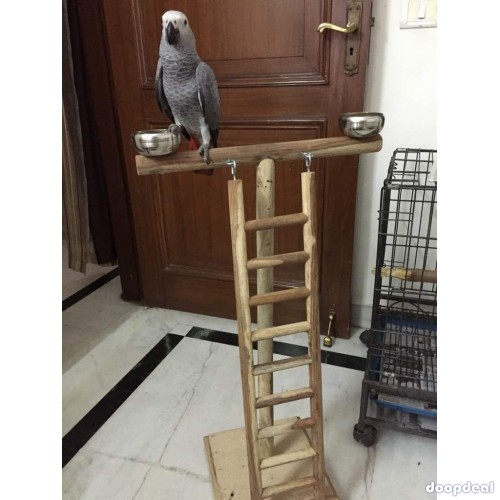 All kinds of birds parrots animals for sale delhi 9654209269