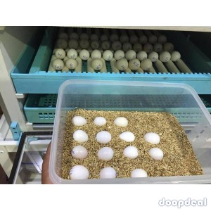100% fertile Parrot Eggs and birds for sale