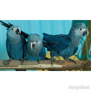 Spix Macaws @chennai Cyanopsitta spixii for sale whats-app +237699461444