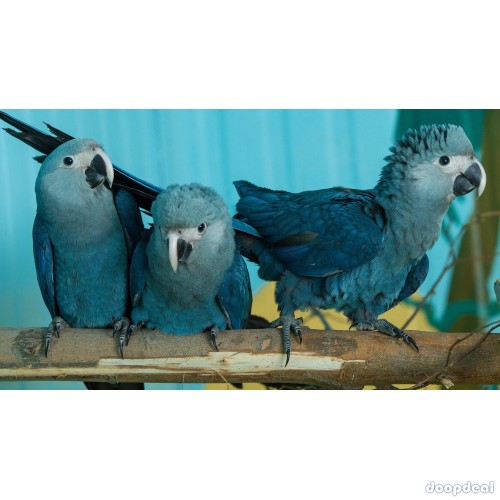 Spix Macaws @chennai Cyanopsitta spixii for sale whats-app +237699461444
