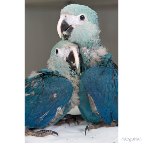 Spix Macaws @chennai Cyanopsitta spixii for sale whats-app +237699461444