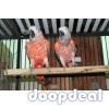 Red Factor  African Grey Psittacus erithacus for sale @jefterwillspoultryafrm