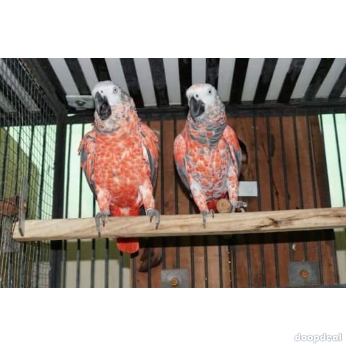 Red Factor  African Grey Psittacus erithacus for sale @jefterwillspoultryafrm
