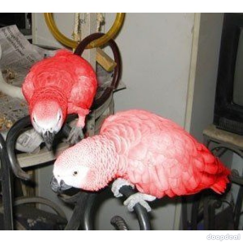 Red Factor  African Grey Psittacus erithacus for sale @jefterwillspoultryafrm
